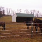 horse run in shed